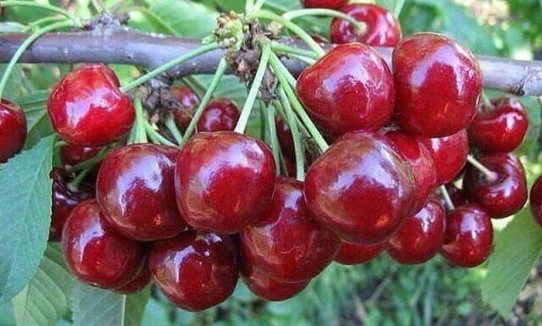 체리 수확량 개선