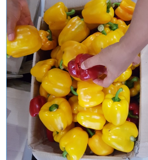 파프리카 수확량 개선